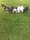 Border Collie Puppies for sale in Richville, NY, USA. price: NA