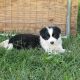 Border Collie Puppies for sale in Berwick, PA, USA. price: $700