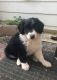 Border Collie Puppies for sale in Squaw Valley, CA 93675, USA. price: NA