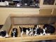 Border Collie Puppies for sale in Hawkins, WI 54530, USA. price: NA