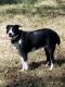 Border Collie Puppies for sale in Mayflower, AR, USA. price: $200