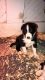 Border Collie Puppies for sale in Reinbeck, IA 50669, USA. price: NA