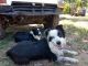 Border Collie Puppies for sale in Guthrie, OK 73044, USA. price: NA