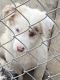 Border Collie Puppies for sale in Sunnyside, WA, USA. price: NA