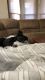 Border Collie Puppies for sale in Johnstown, PA, USA. price: $200