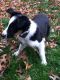 Border Collie Puppies for sale in 241 E Central Ave, South Williamsport, PA 17702, USA. price: NA