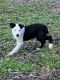 Border Collie Puppies for sale in Visalia, CA 93292, USA. price: NA
