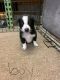 Border Collie Puppies for sale in Newton Grove, NC 28366, USA. price: $450