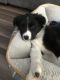 Border Collie Puppies for sale in Twin Falls, ID, USA. price: NA