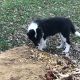 Border Collie Puppies for sale in Valparaiso, IN, USA. price: $300