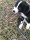 Border Collie Puppies for sale in Jonesborough, TN 37659, USA. price: $800