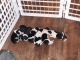Border Collie Puppies for sale in Fort Lauderdale, FL 33325, USA. price: NA