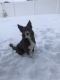 Border Collie Puppies for sale in West Fargo, ND, USA. price: $2,000