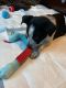 Border Collie Puppies for sale in Chelsea, MI 48118, USA. price: NA