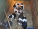 Border Collie Puppies for sale in Randolph, VT, USA. price: $750