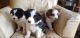 Border Collie Puppies for sale in Allendale Charter Twp, MI, USA. price: NA