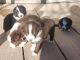Border Collie Puppies for sale in Farmington, NM, USA. price: $100