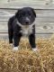 Border Collie Puppies for sale in El Paso, IL 61738, USA. price: NA