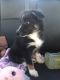 Border Collie Puppies for sale in Red Creek, NY 13143, USA. price: NA