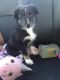 Border Collie Puppies for sale in Red Creek, NY 13143, USA. price: NA