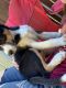Border Collie Puppies for sale in Prineville, OR 97754, USA. price: $50