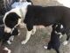 Border Collie Puppies for sale in Price, UT 84501, USA. price: $500