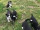 Border Collie Puppies for sale in Abbeville, SC 29620, USA. price: $400