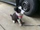 Border Collie Puppies for sale in Pittsburgh, PA 15229, USA. price: NA