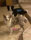 Border Collie Puppies for sale in Las Vegas, NV, USA. price: NA