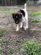 Border Collie Puppies for sale in Fall River, MA, USA. price: $1,500