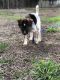 Border Collie Puppies for sale in Fall River, MA 02720, USA. price: $1,700