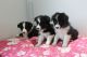 Border Collie Puppies for sale in Texarkana, TX, USA. price: NA