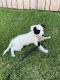 Border Collie Puppies for sale in Millbrook, AL, USA. price: NA