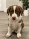 Border Collie Puppies for sale in West Jordan, UT, USA. price: $800