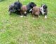 Border Collie Puppies for sale in New York, NY, USA. price: $350