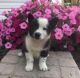 Border Collie Puppies for sale in Painesville, OH 44077, USA. price: NA