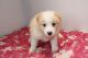 Border Collie Puppies for sale in California City, CA, USA. price: $350