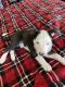 Border Collie Puppies for sale in Reno, NV, USA. price: $200