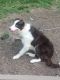 Border Collie Puppies for sale in Appleton, WI, USA. price: NA