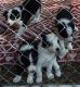 Border Collie Puppies for sale in Newberry, FL, USA. price: NA