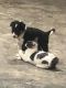 Border Collie Puppies for sale in Vilonia, AR 72173, USA. price: $500
