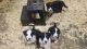 Border Collie Puppies for sale in Luverne, MN 56156, USA. price: NA