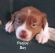 Border Collie Puppies for sale in Bay Point, CA, USA. price: NA
