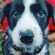 Border Collie Puppies for sale in Plantation, FL, USA. price: NA