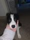 Border Collie Puppies for sale in Toledo, OH, USA. price: NA