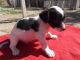 Border Collie Puppies for sale in W Greenway Rd & N 67th Ave, Glendale, AZ 85381, USA. price: $350