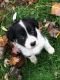 Border Collie Puppies for sale in Saginaw, MI, USA. price: NA