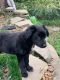 Border Collie Puppies for sale in Turtle Creek, PA, USA. price: NA