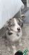 Border Collie Puppies for sale in Tustin, CA 92780, USA. price: NA