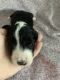 Border Collie Puppies for sale in Archdale, NC, USA. price: $1,350